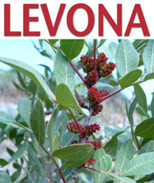 levona